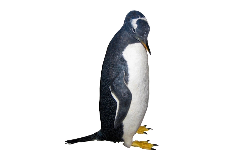 Manchot Papou naturalisé - 1980-1981 ©Musée d’Histoire de Saint-Malo